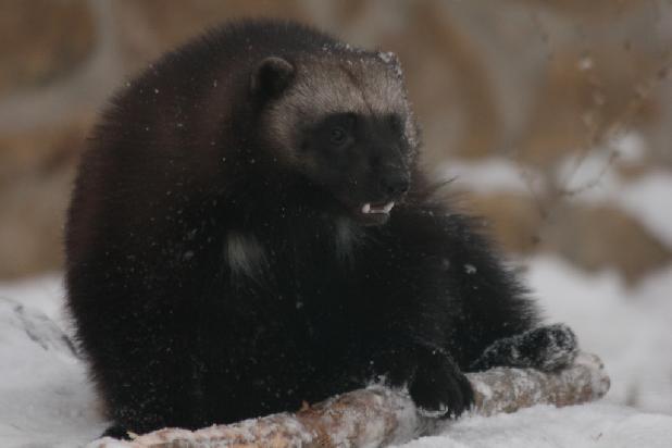 ���� �������� ����!