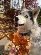     , ,            🍂🍁