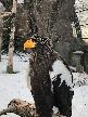 5            -    🦅