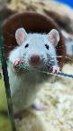    🐀