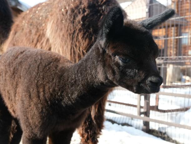 ��������� ��� �������� �� ���������� ������ ������� 