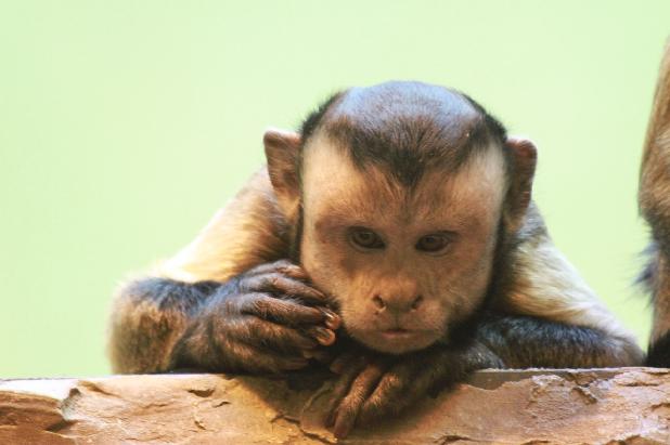 ,   🐒