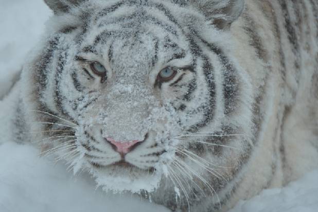 ���� �����