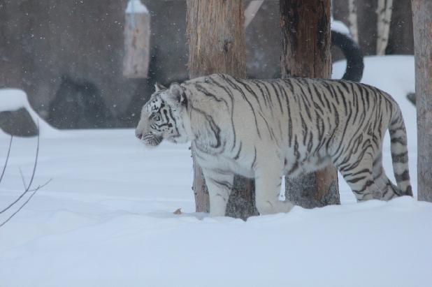   🐅