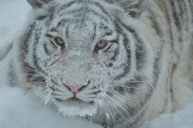 ���� �����