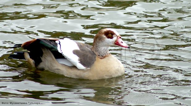 �������� ����