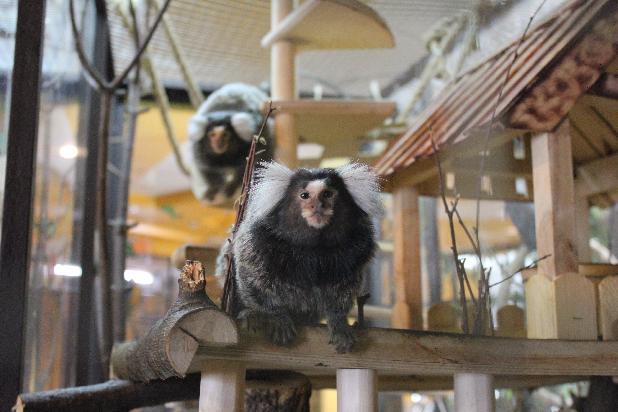 14  -    🐒