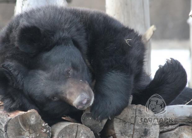 ����������� ����������