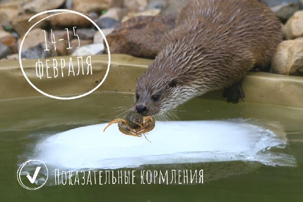 ������������� ���������