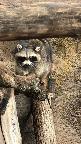 -     ,    🦝