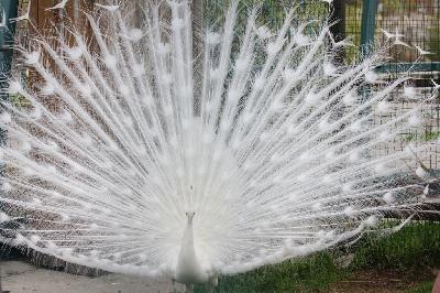 ������� ������ �������� �� ��������.