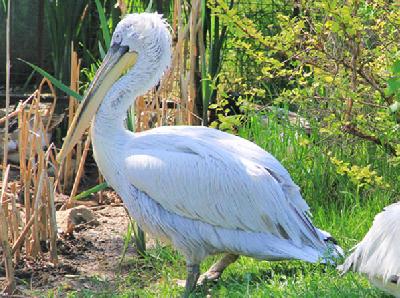 ������������ �������� 