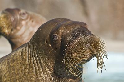 VIP ������������ �� ������!