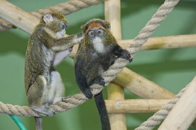 ����� - ��� ����� ���, ������� ������ � ��� ���������� !