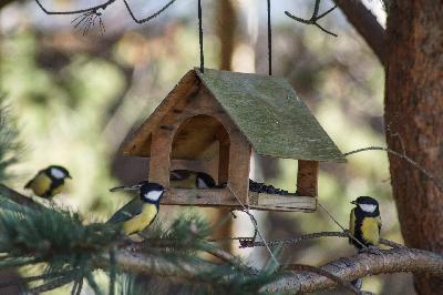 "����� �� ��������� - 2020"