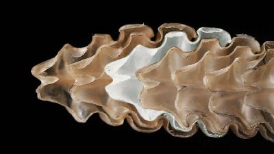 ������ �������� ���� ���������� ��������? 