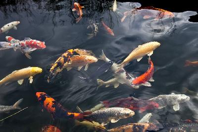 ���� ��� - ����, �������������� �� ��������� ���� � ������������ ��������� 