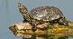   🐢