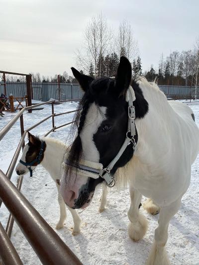 �������� ������ �������