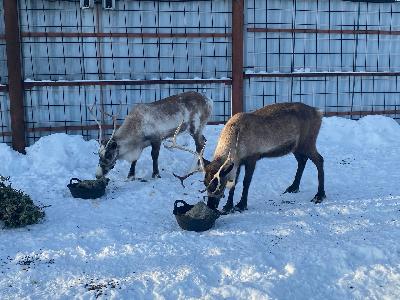 ��������� ��������, ���� �������� ������!🦌