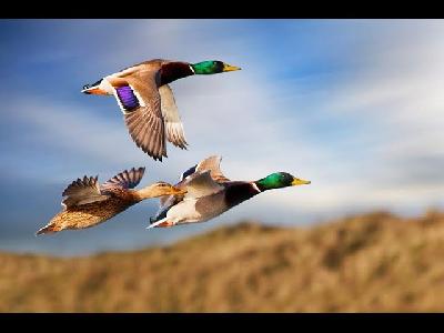 ���� ������� ����?