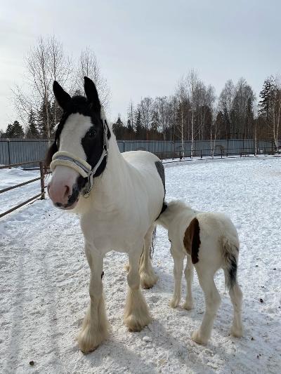 � � �������� �������� �� 4 ������ ������ !