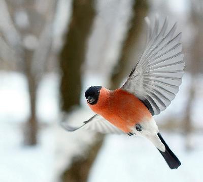 ��� �� ������ � ��������?