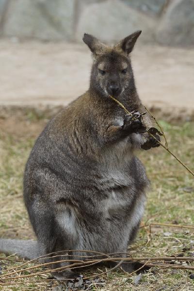 ������ ������� ��������� ����