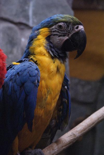 ����� ������� ���� � ������� ����! 🦜