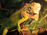 http://www.udm-zoo.ru/upload/iblock/785/IMG_7924_2.jpg