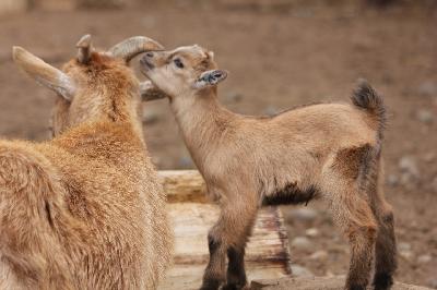 ������� ����🐐