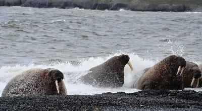 �������. ������� ����