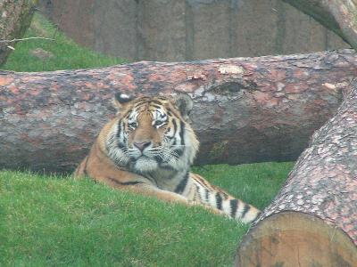 ���������� ��������