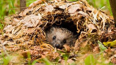 ��� ������ ���?🦔