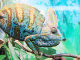 http://www.udm-zoo.ru/upload/iblock/92e/IMG_8475_.jpg