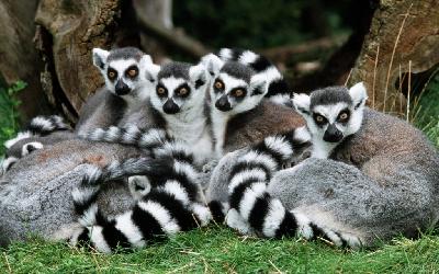 ������ ����� �������?