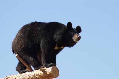 ������� ����, ���������! 