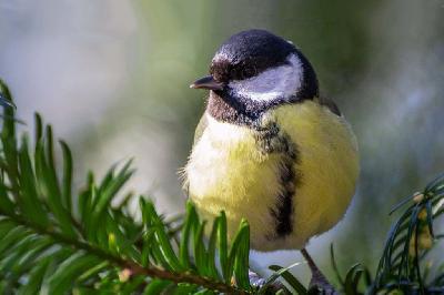 "�������� ����" � ��������