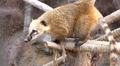 ����������, ����������� � ����������� ������