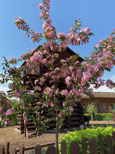 ������ (��. 花見, ��������� �������) - �������� ������������ �������� ��������� �������, ������� � ����� ���� � ���������� �������� ���� � �����. 🌸🌼