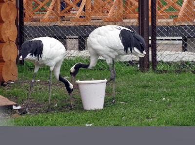 ���� ������� � ��������