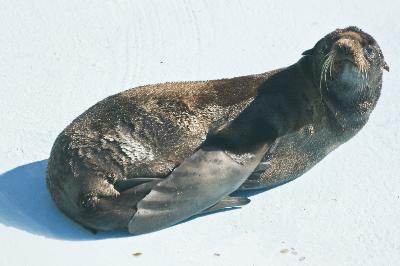 ������� �����, ������ ���������, ��� ������� � ������� ������ � ������� ������� ���������� ����!