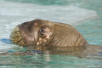 ���������� ��������� ��� � ����������, �� ����� ������� �������������� ����������� � ����� ������.