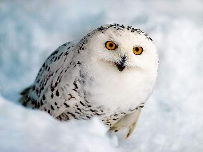 ������ ����! ��� ������� �������?