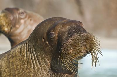 ������� �������