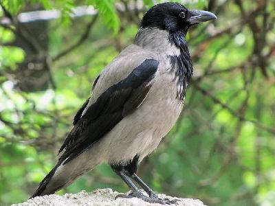 ������� �����������!