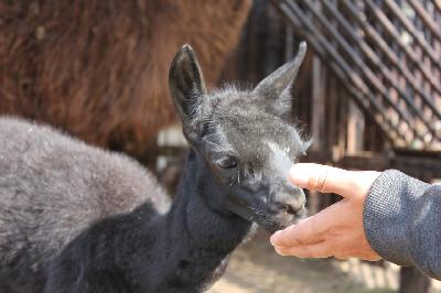 ����������� �������� � ������ ������ �������