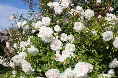 ����� ������ � ����������� ���