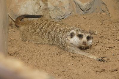 ���, ��� ������� �������� ��������� � ����������