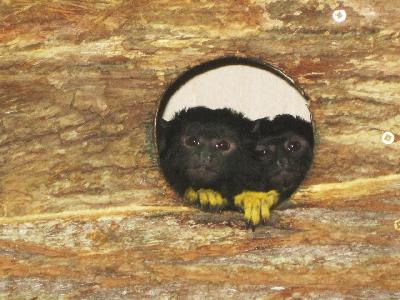 ���������� ����� ����� ����� - ����������� ��������!